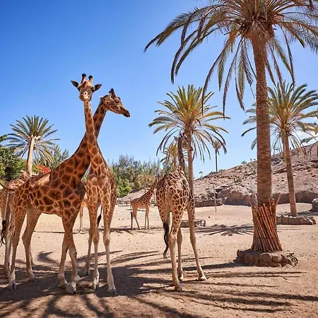 Castillo Mar 87 Apartment Caleta De Fuste