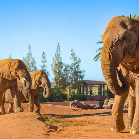 Castillo Mar 87 Apartment *